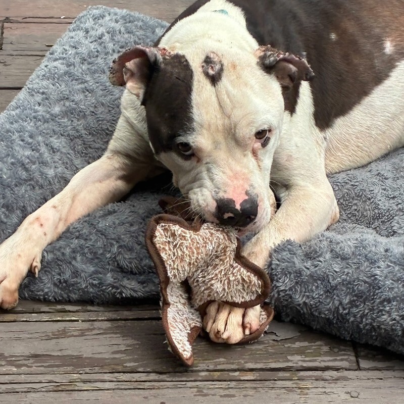 View Carlton the Dog Photo #2