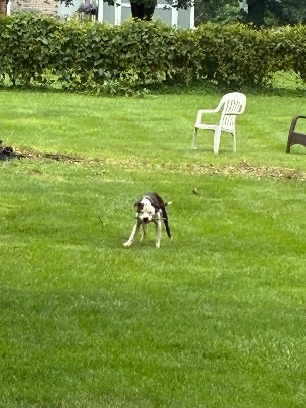 View Carlton the Dog Photo #7