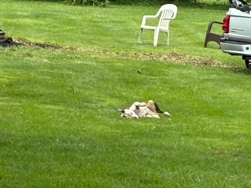 View Carlton the Dog Photo #5