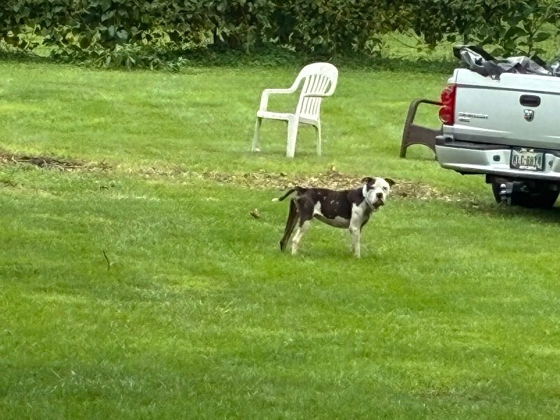 View Carlton the Dog Photo #13