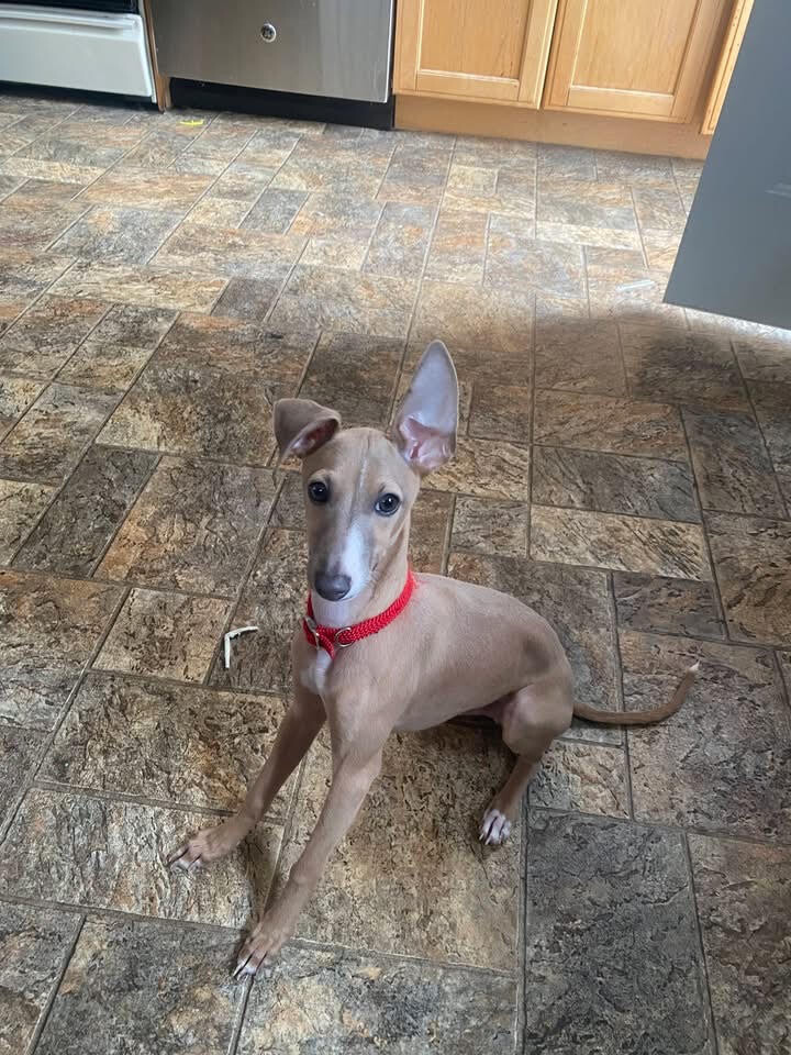 Have You Seen Bobby? Bobby - Dog