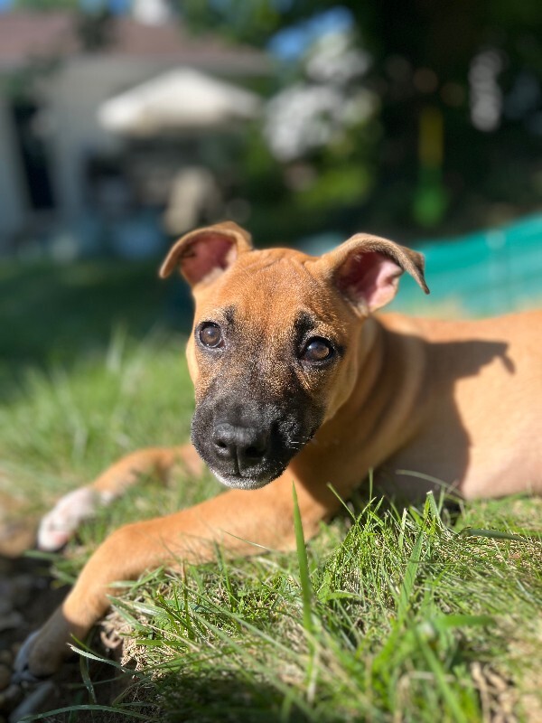 Unknown - Dog