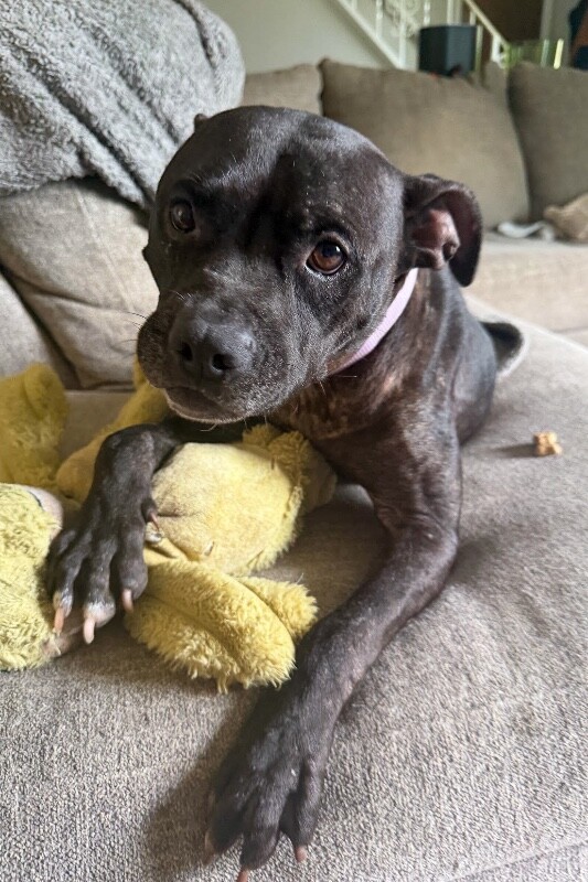 View Mulan the Dog Photo #3