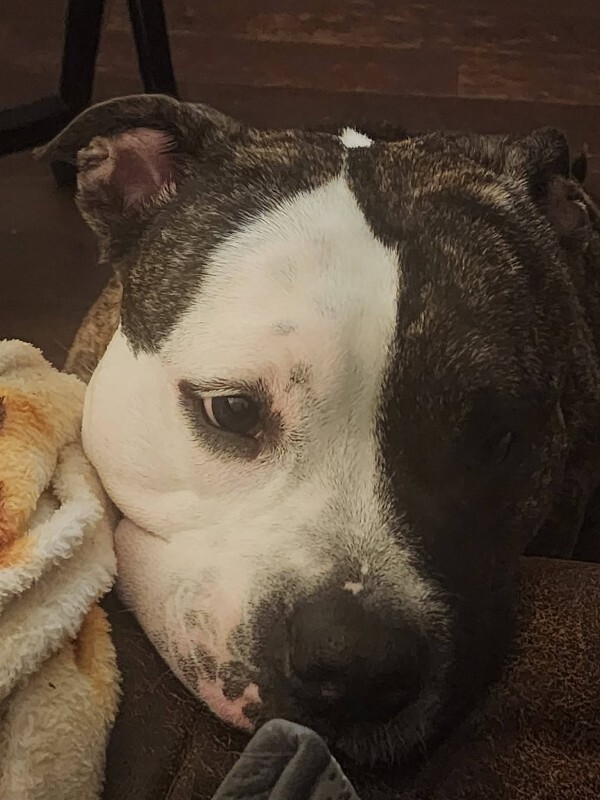 View Jessie J the Dog Photo #8