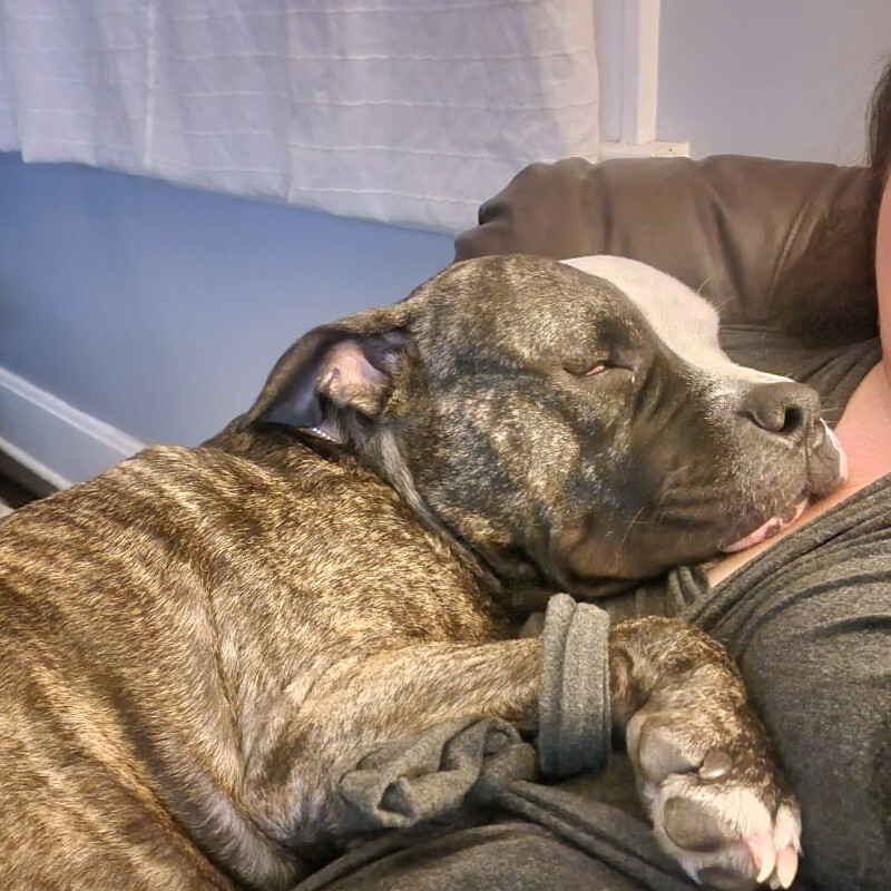 View Jessie J the Dog Photo #3