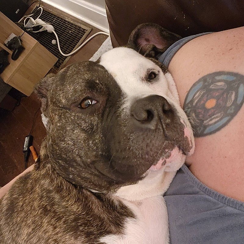 View Jessie J the Dog Photo #2