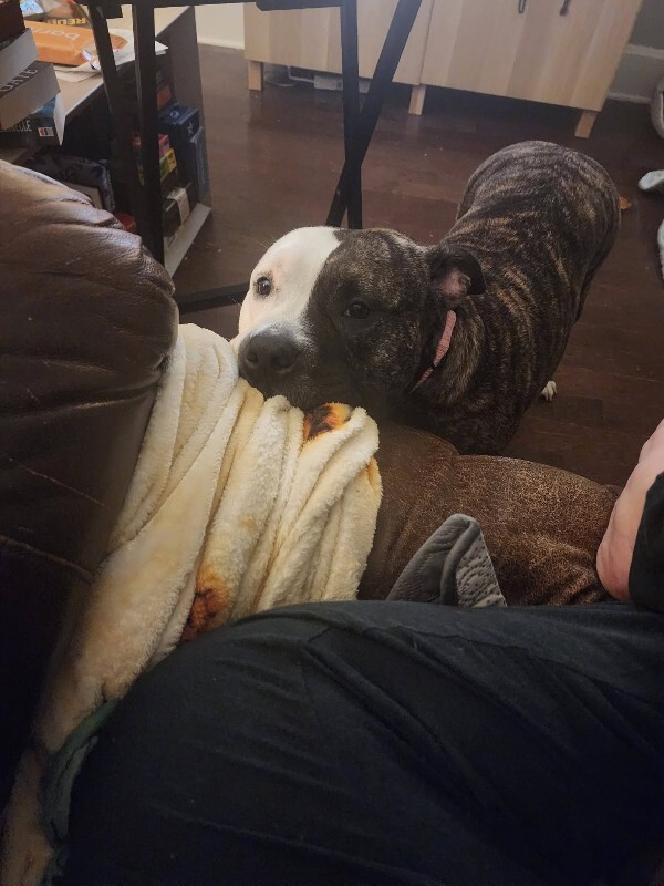 View Jessie J the Dog Photo #7