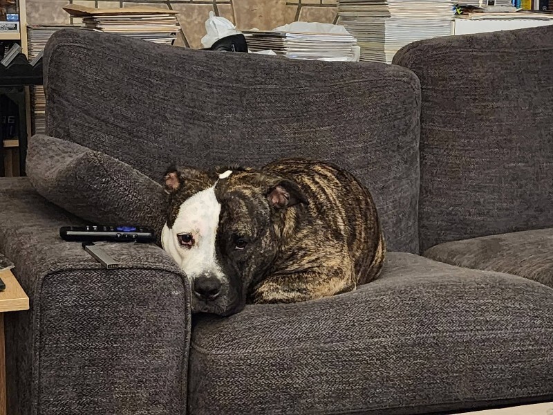 View Jessie J the Dog Photo #9