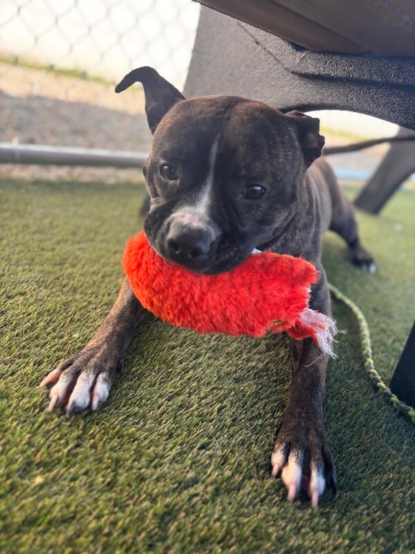 View Jessie J the Dog Photo #5