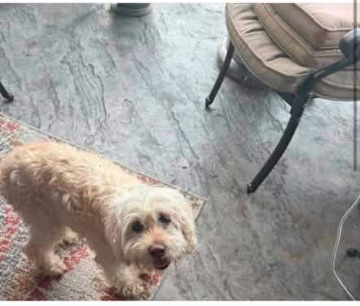 Have You Seen Macy? Macy - Dog