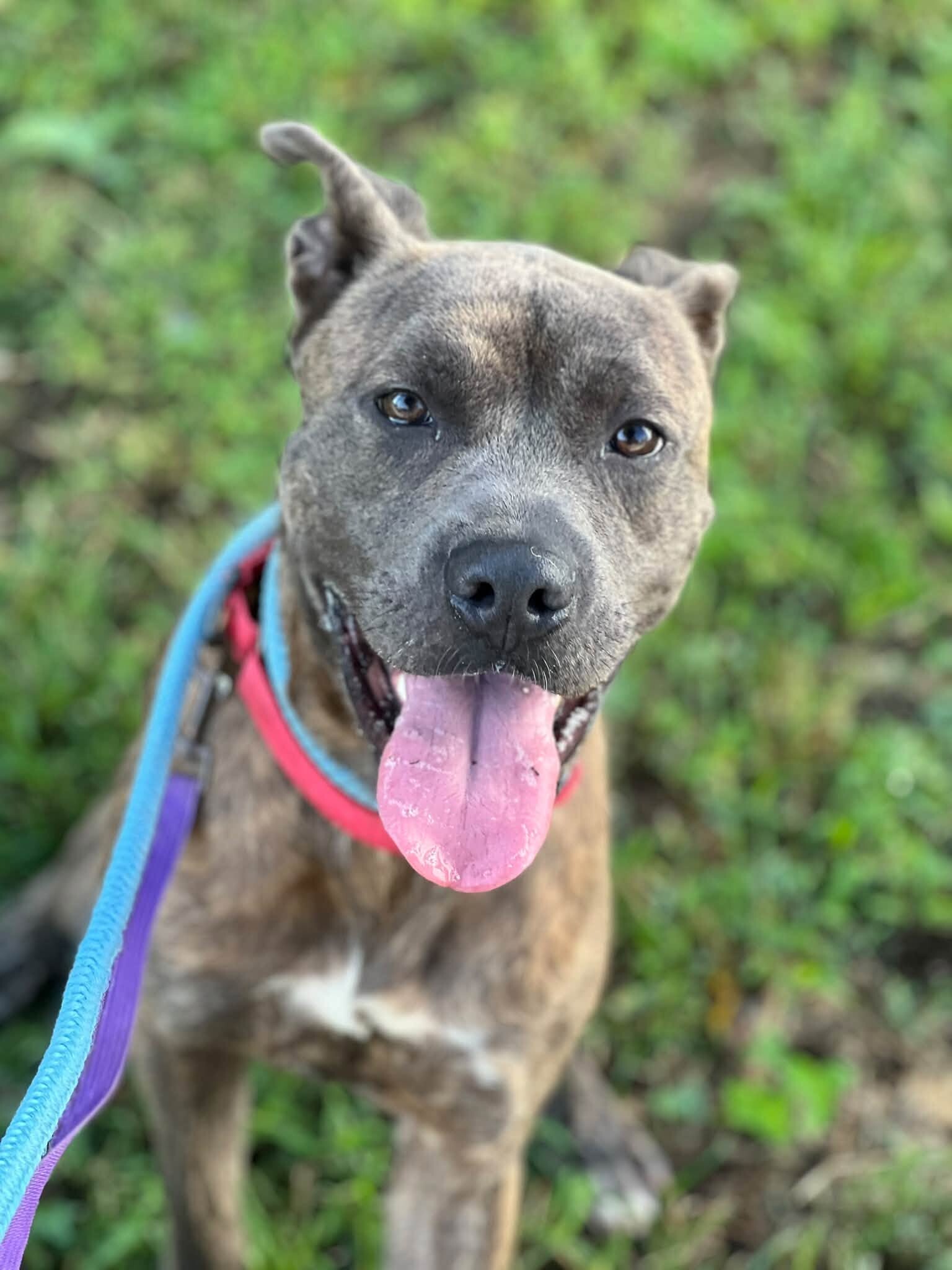 Learn More About Pb PB - Dog