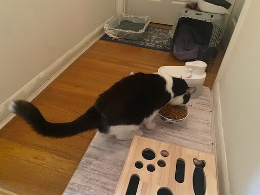 View Mango the Cat Photo #3