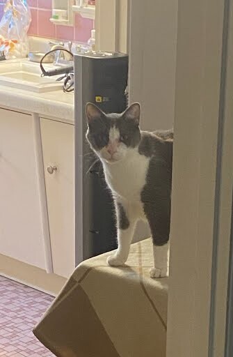 View Chutney the Cat Photo #4