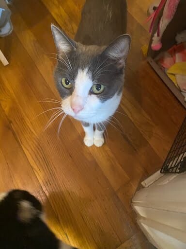 Learn More About Chutney Chutney - Cat