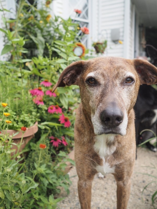 Have You Seen Atlas? Atlas - Dog