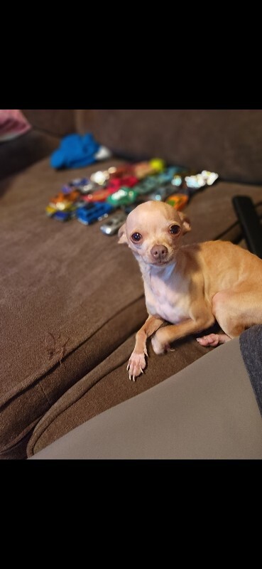 Have You Seen Cheeto? Cheeto - Dog