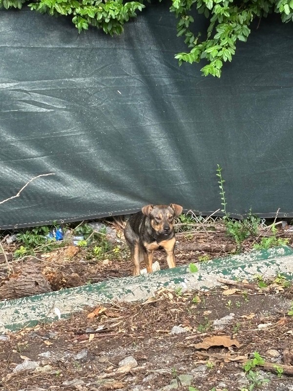 Unknown - Dog
