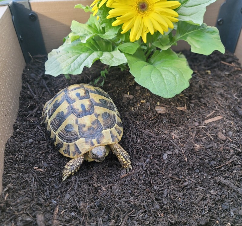 Have You Seen Donnie? Donnie - Tortoise
