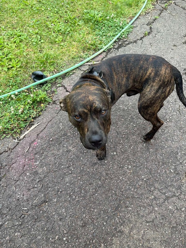 Have You Seen Rex? Rex - Dog