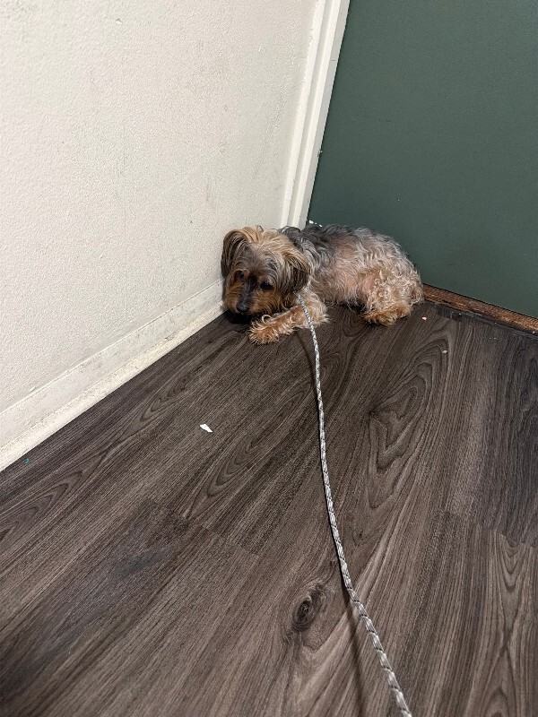 Unknown - Dog