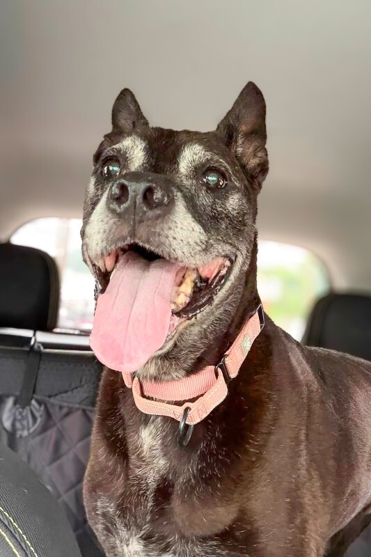 Old Lady