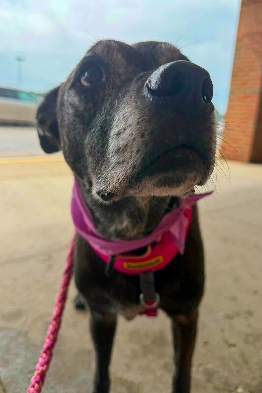 View Old Lady the Dog Photo #4