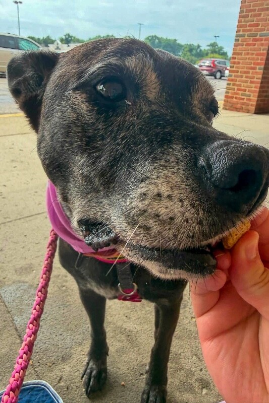 View Old Lady the Dog Photo #5