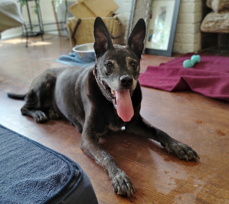 View Old Lady the Dog Photo #2