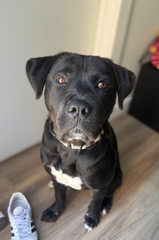 Oliver - Dog