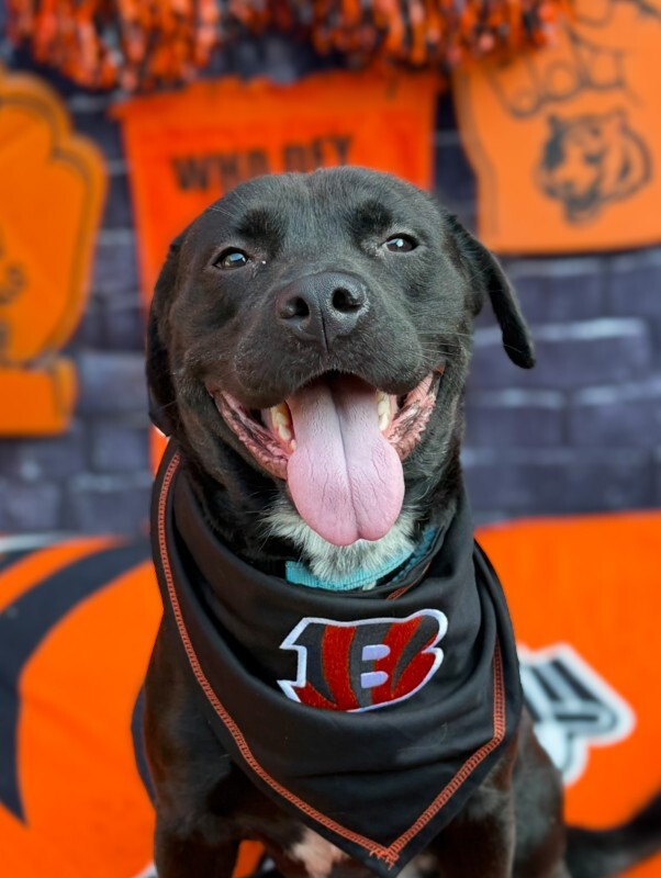 Oliver - Dog