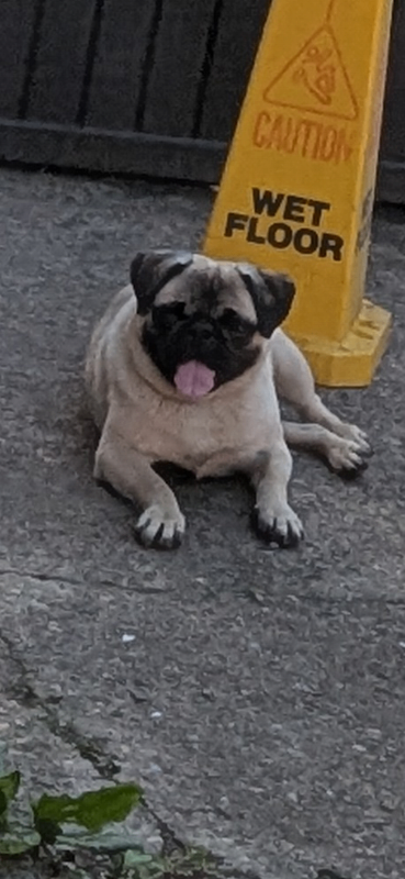 Have You Seen Mr Bugsby? Mr Bugsby - Dog