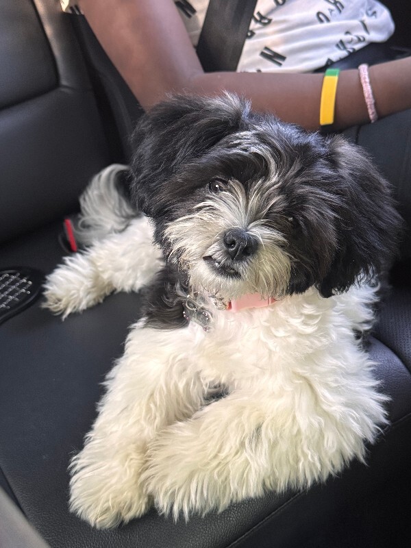Have You Seen Kali Rose? Kali Rose - Dog