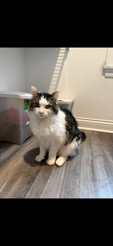 Have You Seen Leah? Leah - Cat