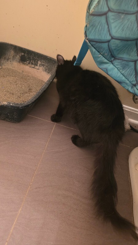 Unknown - Cat