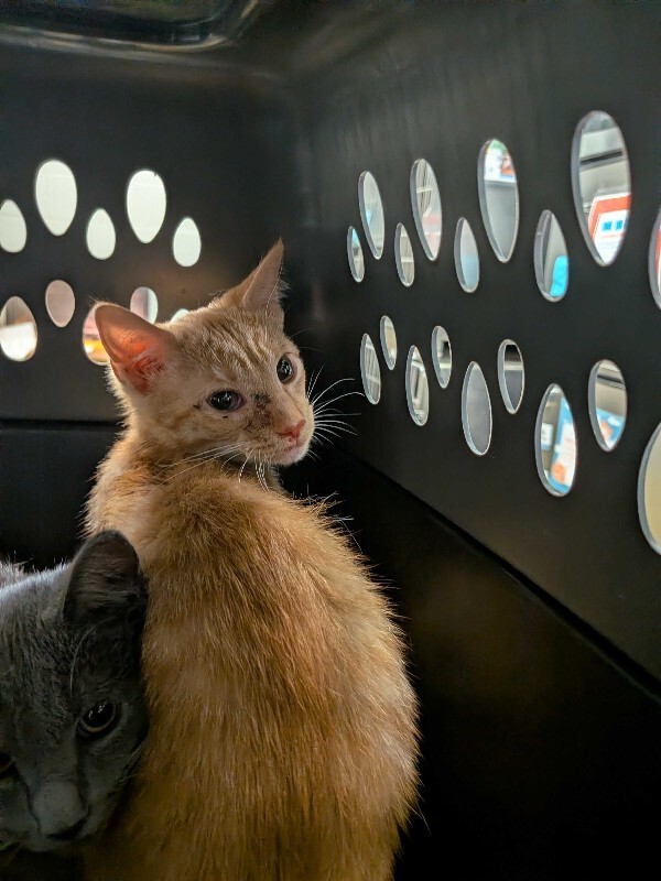Hilltop - Cat