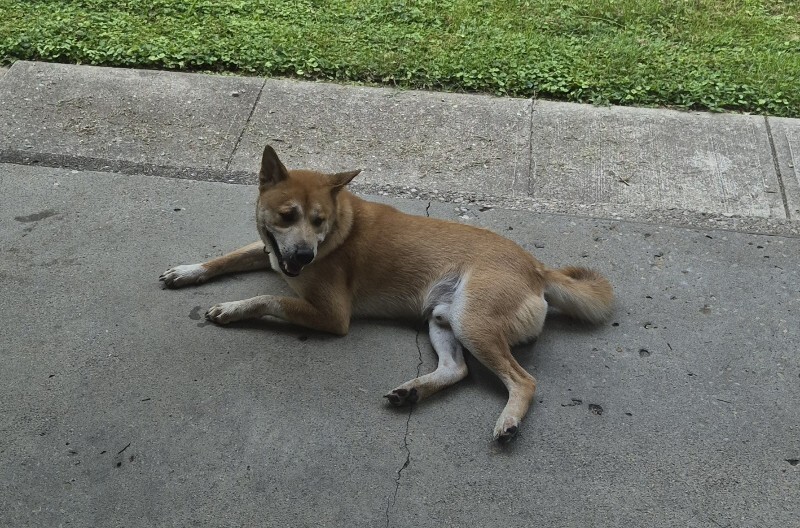 Unknown - Dog