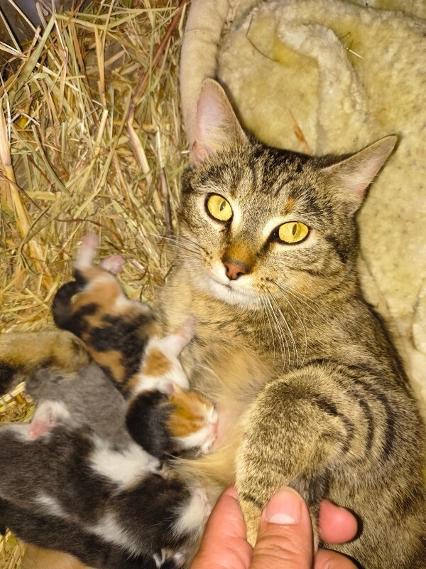 Have You Seen Simona? Simona - Cat
