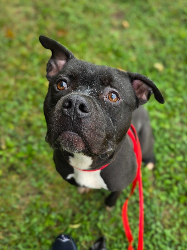 Learn More About Dennis Dennis - Dog