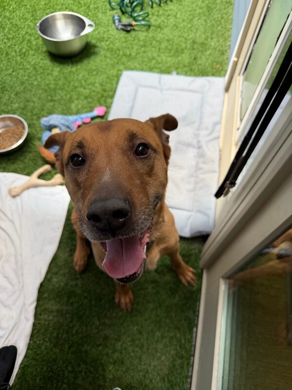 View Unknown the Dog Photo #2