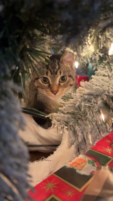 Have You Seen Kobe? Kobe - Cat