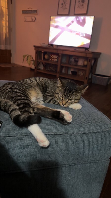 Have You Seen Kobe? Kobe - Cat