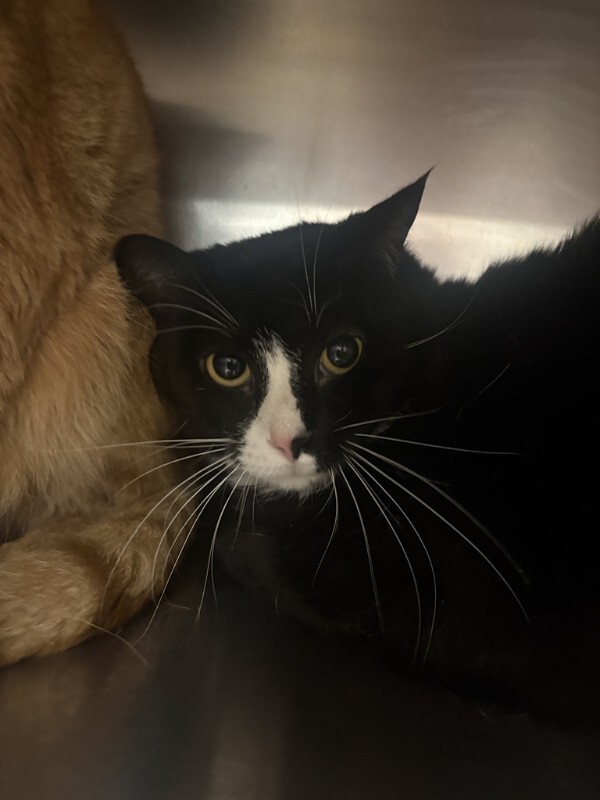 Learn More About Ferali Ferali - Cat