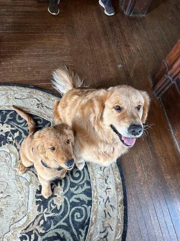 Have You Seen Leo? Leo - Dog