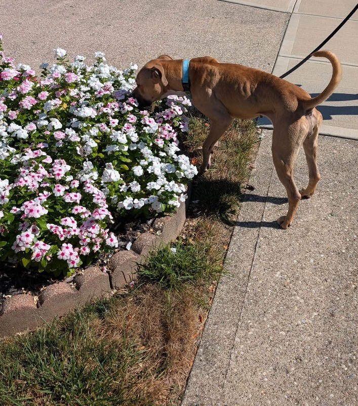 View Missy the Dog Photo #12