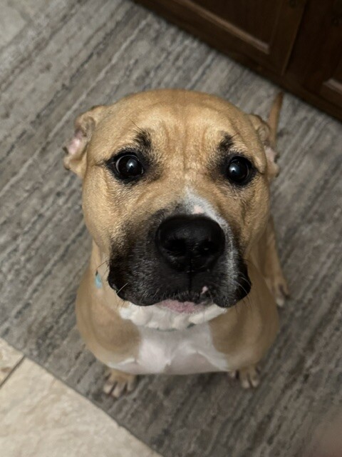 View Missy the Dog Photo #8