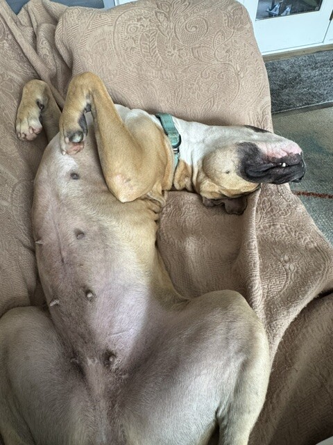 View Missy the Dog Photo #15