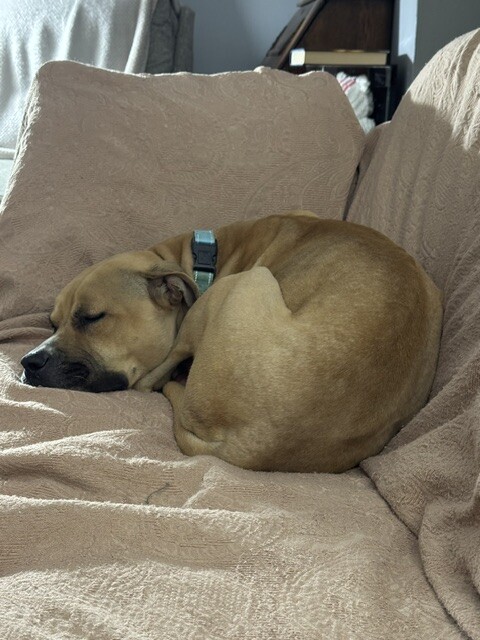 View Missy the Dog Photo #17