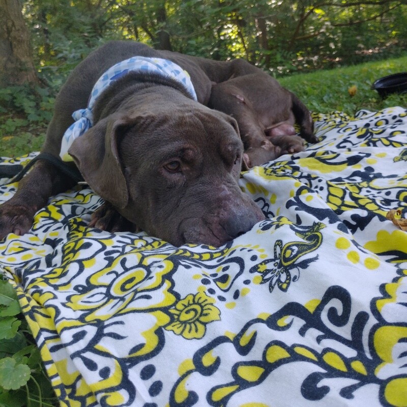 View Elmer the Dog Photo #4