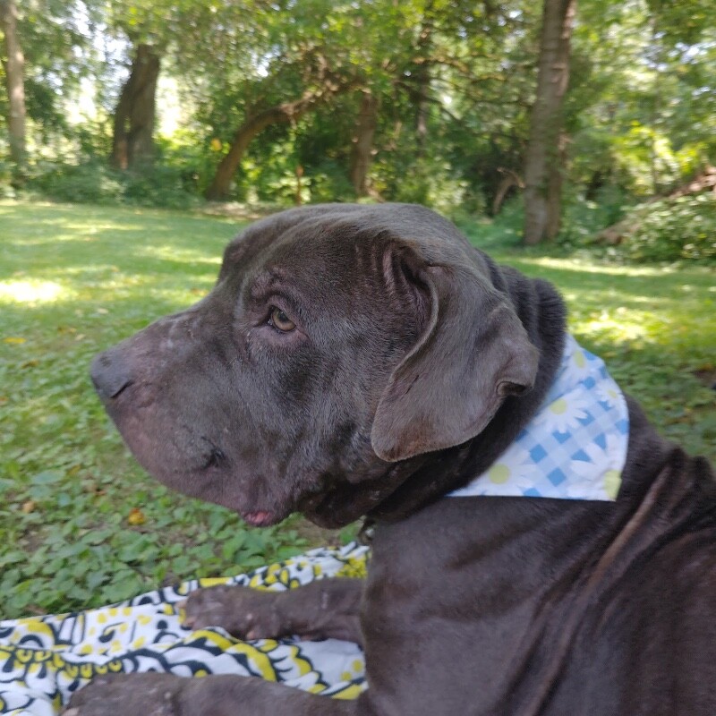 View Elmer the Dog Photo #3