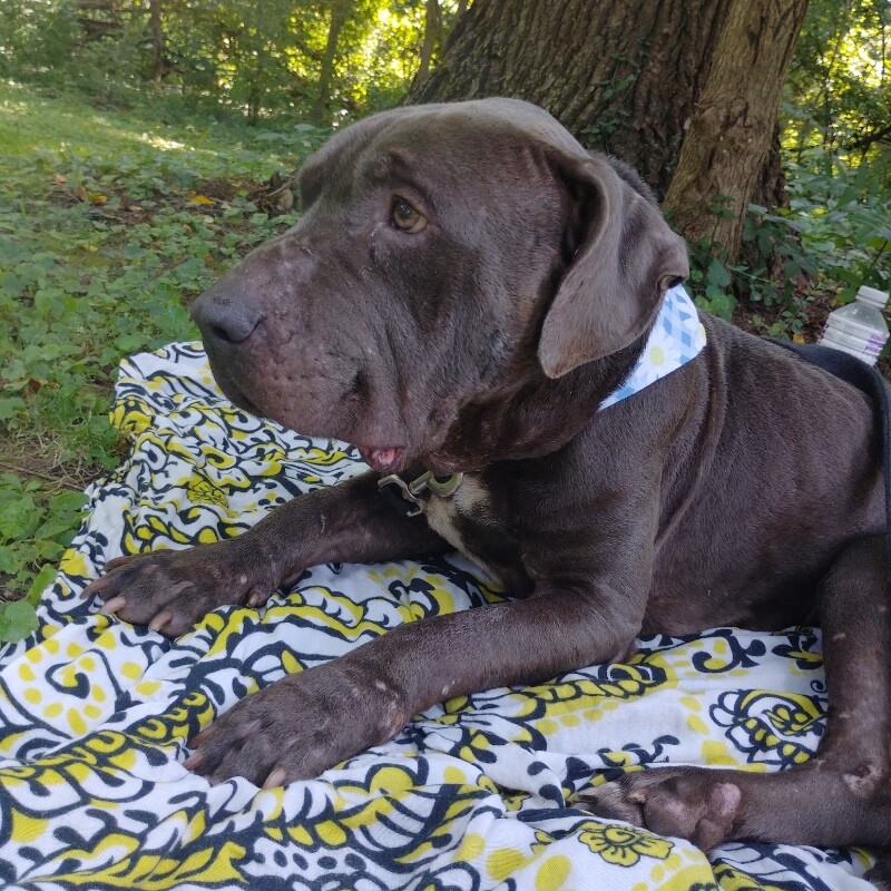 View Elmer the Dog Photo #6